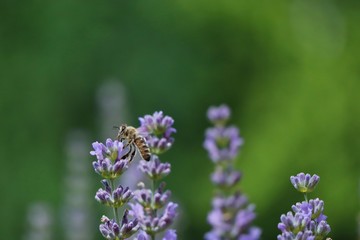 Fototapeta na wymiar Beautiful Western Honey Bee Pollinates Lavender Flower in Czech Garden. European Honey Bee Collects Nectar from Lavandula Blossom with Blurred Background.