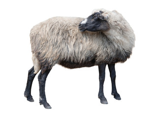Black and white sheep ( Carpathian) isolated on white background.