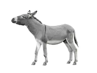  Donkey isolated on white background. © fotomaster