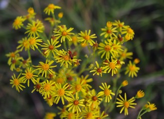 Bloody Net-Winged Beetle on Common Ragwort on a Meadow. Lycus sanguineus or Stinking Willie in Czech Nature.