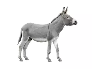 Foto op Plexiglas Donkey isolated on white background. © fotomaster