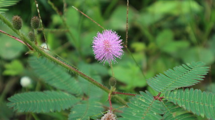  sensitive plant