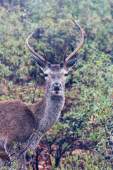 A deer with its beautiful antlers among the dense mountains of the Monfrague Natural Park