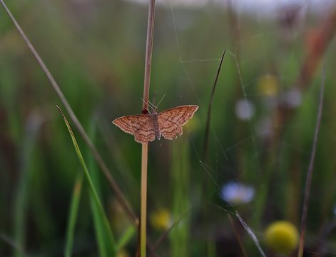 Plantain Moth also called Scopula Rubraria on the Field in Nature. Brown Carpet Moth in Czech Republic