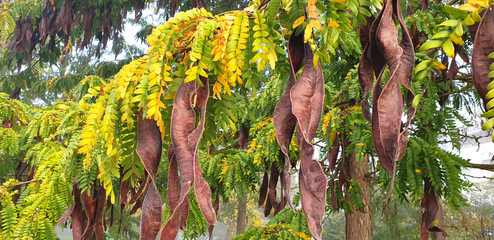 Acacia or gleditsia branch with seeds in the park on a foggy morning. Panorama.