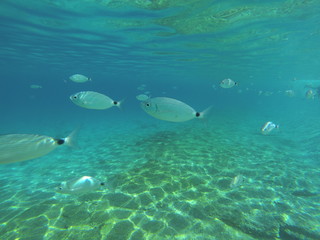 Obraz premium diversa variedad de peces fotografiados en la playa de los muertos, en almeria