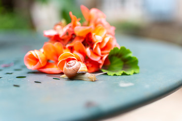 Snail with a Pink Geranium © Henrie