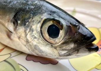 Fresh fish head closeup view on a plate