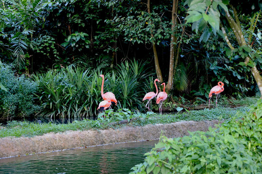 group of greater flamingo is zoo (park) with background of green trees