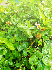 green grass white clover in sunlight for plant background