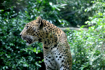 Side View of leopard (cheetah) with background of jungle