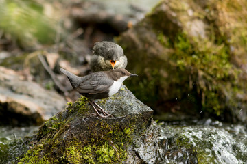 Young Dipper (Cinclus cinclus) asking for food from the adult bird