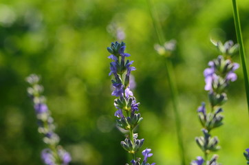Lavender flower close up in a field in Provence France against a blue sky background.