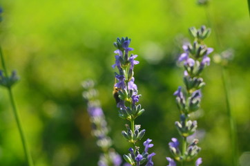 Lavender flower close up in a field in Provence France against a blue sky background.