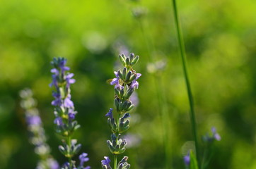 Lavender flower close up in a field in Provence France against a blue sky background.