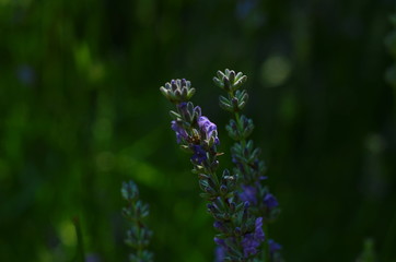 Lavender flower close up in a field in Provence France against a blue sky background.