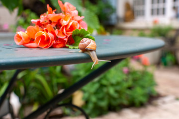 Snail with a Pink Geranium © Henrie