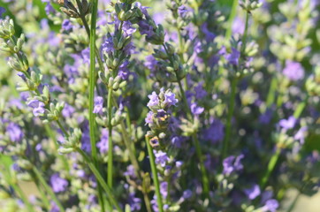 Lavender flower close up in a field in Provence France against a blue sky background.