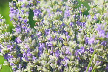 Obraz premium Lavender flower close up in a field in Provence France against a blue sky background.