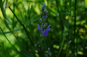 Lavender flower close up in a field in Provence France against a blue sky background.