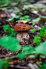 boletus mushroom with yellow leaf in woods