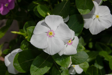 Petunias blancas en jardín