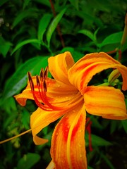 Obraz premium orange tiger lily