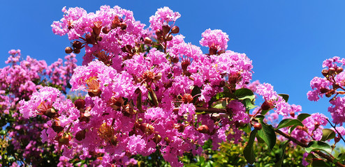 Pink flowers Lagerstroemia or Crape myrtle on the background of blue sky.
