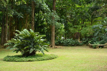 Garden leaves with grass and trees landscaping