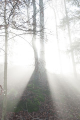Morning in the woods. Fog in the woods. The sun's rays in the morning forest penetrate through the trees