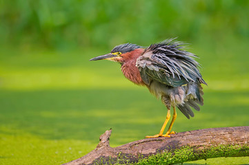 black crowned night heron