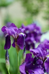 purple iris flowers in the garden