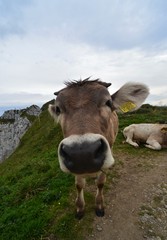 close up of snout of a beautiful brown cow in the swiss mountains