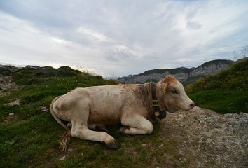 Obraz na płótnie Canvas lying beautiful brown cow in the swiss mountains