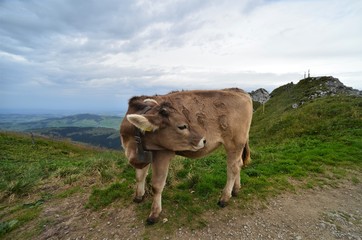 standing beautiful brown cow in the swiss mountains