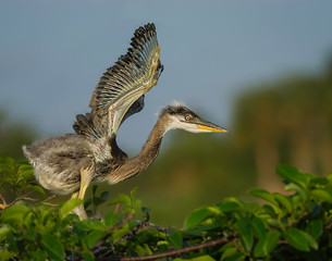 grey heron ardea cinerea