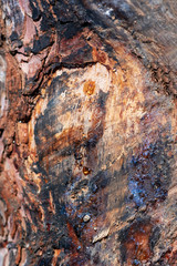 Abstract texture with coniferous tree trunk with resin drops