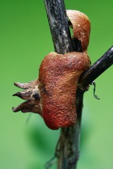 Romã seca, dried pomegranate