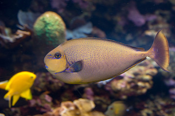 Tropical fish found in the waters around the Hawaiian islands.