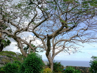 Fototapeta premium tree in the park