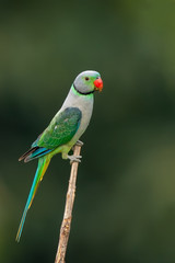 red headed bee eater