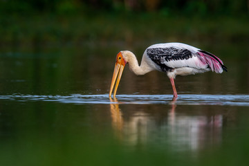 white stork ciconia