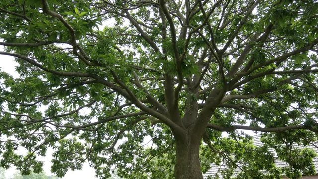 Big chestnut tree in the garden. Summer time, panning real time 4K