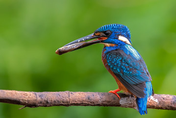 lilac breasted roller