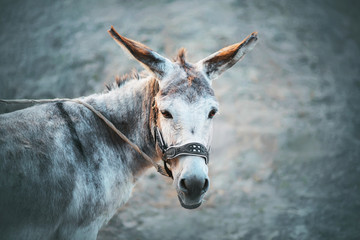 A cute grey house sad donkey with long ears and brown eyes stands on a leash on a grey background....