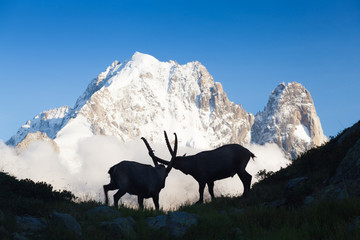 Capricorn Alpine Ibex Capra ibex Mountain Swiss Alps
Mountain alps goats on rock on top of the hill silhouette isolated on white mountain and blue sky. Wild animal symbol. Ibex goat couple.