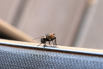Fly on a garden chair
