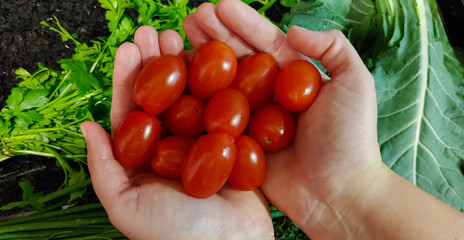 A small variety of vegetables fresh from the organic fair.