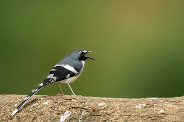 black capped kingfisher