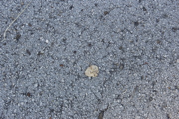 Leaf on the asphalt texture